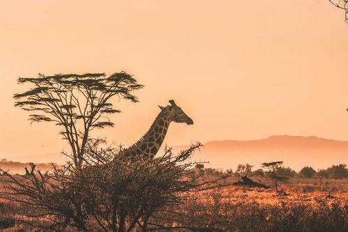 East Africa
