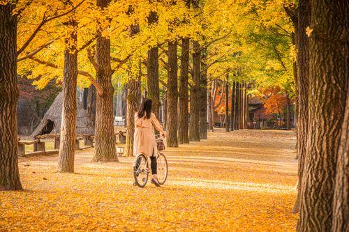 10 Unique Facts About Nami Island in South Korea You Must Know